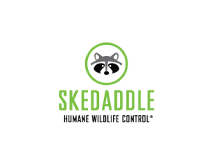  with a cartoon racoon head in a lime green circle, SKEDADDLE in light green, HUMANE WILDLIFE CONTROL in black text logo